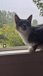 Lost Male Cat last seen near the ingles in kings mtn, Kings Mountain, NC 28086