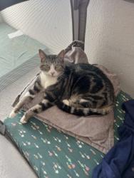 Reunited Male Cat last seen Haywood manor & Peridot Pass, Hays County, TX 78656