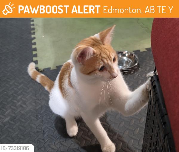 Found/Stray Male Cat last seen Behind Northgate T&T market, Edmonton, AB T5E 5Y7