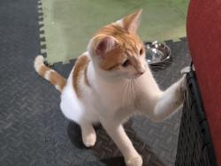 Found/Stray Male Cat last seen Behind Northgate T&T market, Edmonton, AB T5E 5Y7