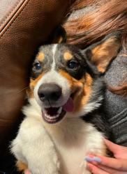 Reunited Male Dog last seen Glenfield Spring Lane, Harris County, TX 77389