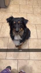 Reunited Female Dog last seen Glenfield Spring Lane, Harris County, TX 77389