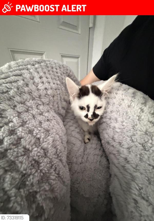 Lost Male Cat last seen Beaumont Drive, West Northamptonshire, England NN3 8PS