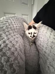Lost Male Cat last seen Beaumont Drive, West Northamptonshire, England NN3 8PS