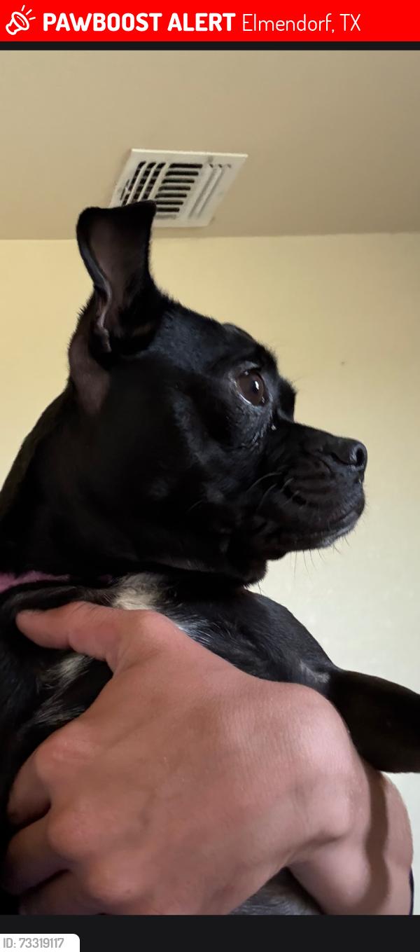 Lost Female Dog last seen Lot 16, Elmendorf, TX 78112