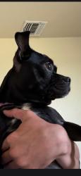 Lost Female Dog last seen Lot 16, Elmendorf, TX 78112