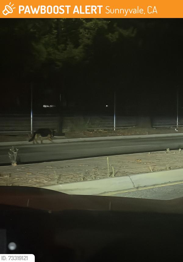 Found/Stray Unknown Dog last seen By the Caltrain rack, it crossed the street when we tried to get it, and went towards east along E Evelyn Avenue, close to Atlassian, Sunnyvale, CA 94086