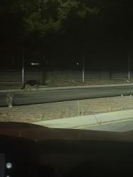 Found/Stray Unknown Dog last seen By the Caltrain rack, it crossed the street when we tried to get it, and went towards east along E Evelyn Avenue, close to Atlassian, Sunnyvale, CA 94086