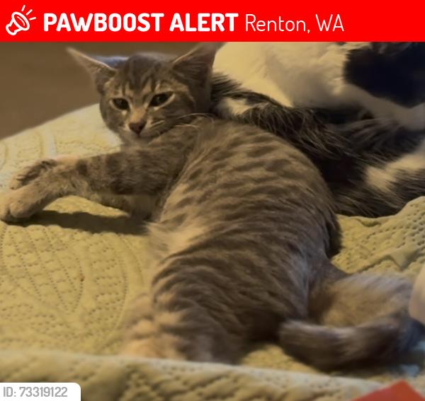 Lost Male Cat last seen 18th st and Duvall renton, Renton, WA 98059