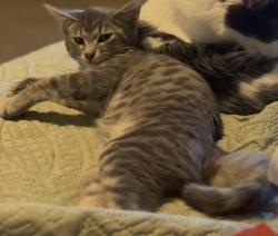 Lost Male Cat last seen 18th st and Duvall renton, Renton, WA 98059