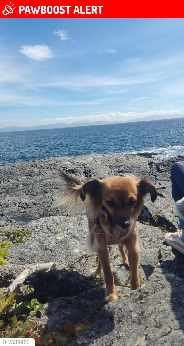 Lost Female Dog last seen Cartier Dr with Rideau crescent, near walkers creek trail, St. Catharines, ON L2M 2E5