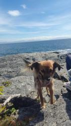 Lost Female Dog last seen Cartier Dr with Rideau crescent, near walkers creek trail, St. Catharines, ON L2M 2E5