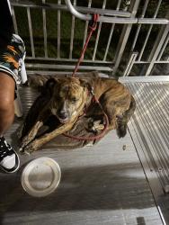 Reunited Male Dog last seen Kingley Ones and Hopkins store, Richmond, VA 23234