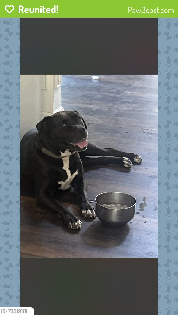 Reunited Male Dog last seen Near Drayton Hall, Jacksonville, NC 28540