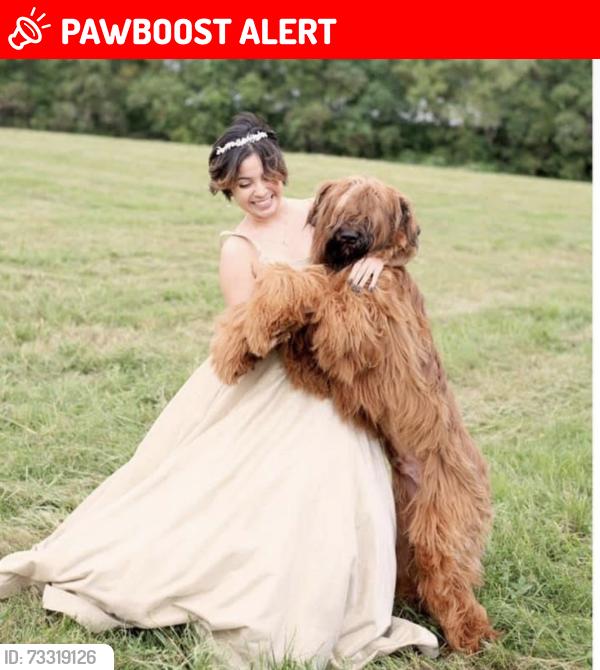 Lost Male Dog last seen Near, Montgomery County, TX 77316