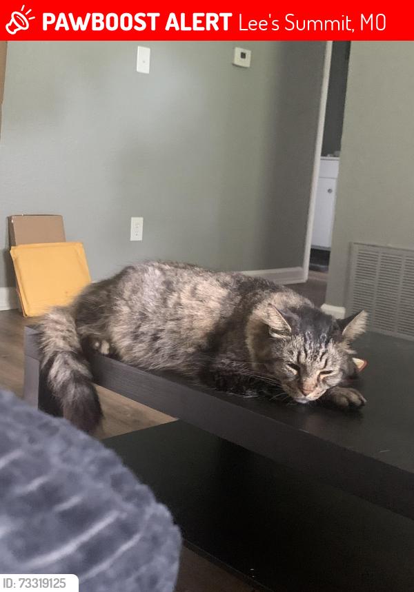 Lost Male Cat last seen Chipman Rd, Lee's Summit, MO 64086