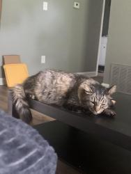 Lost Male Cat last seen Chipman Rd, Lee's Summit, MO 64086