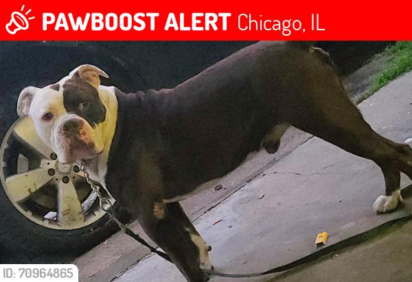 Lost Male Dog last seen Near n lincoln ave chicago il 60659, Chicago, IL 60659