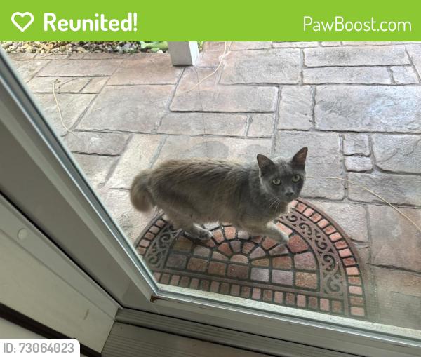 Reunited Female Cat last seen Griffen road, Dania Beach, FL 33312