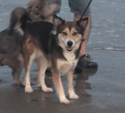Reunited Female Dog last seen Wynn Joyce and Broadway, Garland, TX 75043