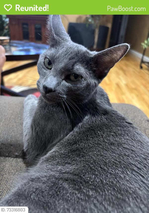 Reunited Male Cat last seen English Oak, Cortena Dr, Dunn Rd, Hazelwood, MO 63042