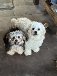 Lost Female Dog last seen El Dorado and Clear lake, Clear Lake Shores, TX 77565
