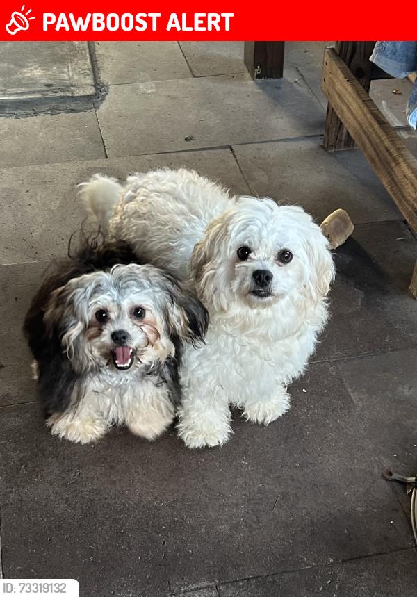 Lost Female Dog last seen El Dorado and Clear lake, Clear Lake Shores, TX 77565