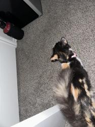 Reunited Female Cat last seen The arwens apmt, Fort Worth, TX 76134