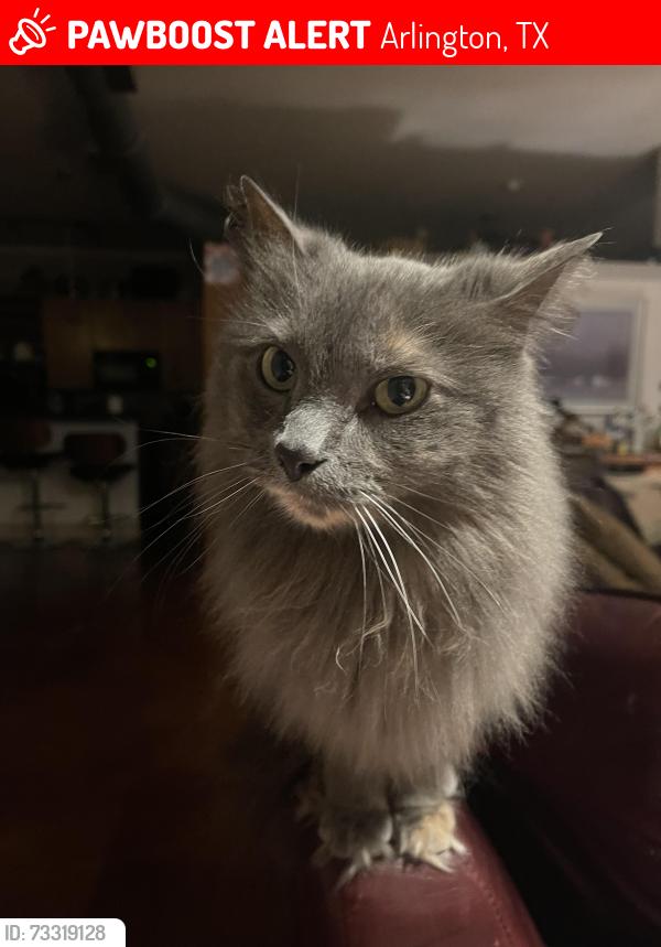 Lost Female Cat last seen Casa Del Parque apmts, Arlington, TX 76012