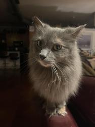 Lost Female Cat last seen Casa Del Parque apmts, Arlington, TX 76012