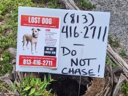 Lost Female Dog last seen Unknown, Palm Harbor, FL 34683