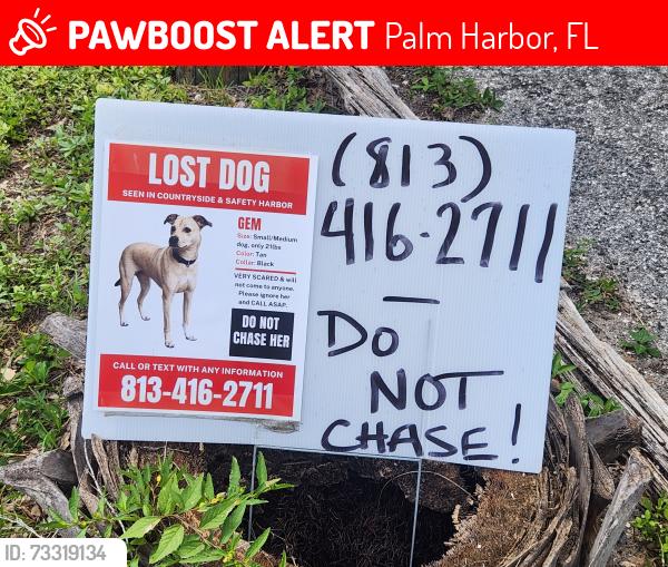 Lost Female Dog last seen Unknown, Palm Harbor, FL 34683