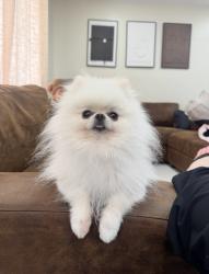 Lost Male Dog last seen Hedding, San Jose, CA 95112