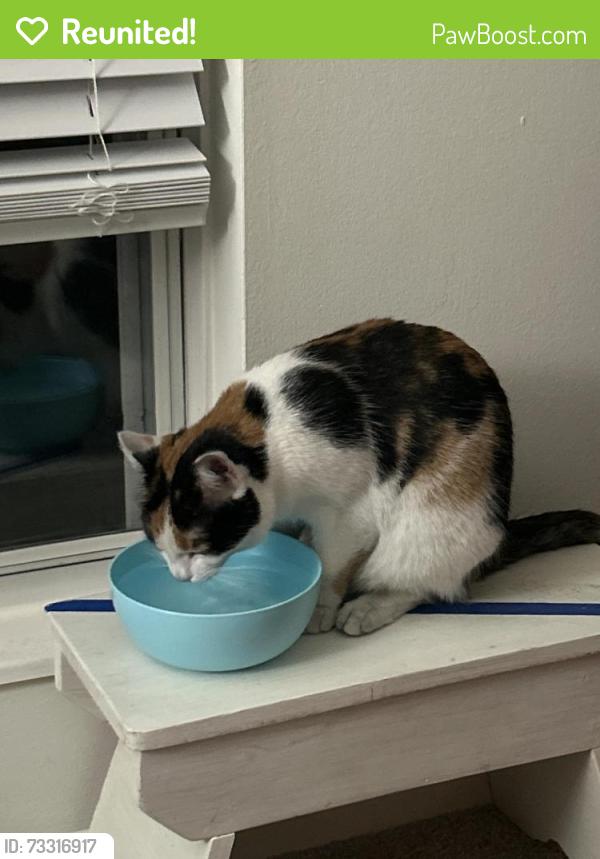 Reunited Female Cat last seen Morse road, Columbus, OH 43230