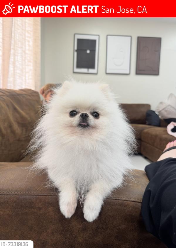 Lost Male Dog last seen Hedding, San Jose, CA 95112