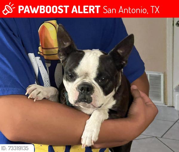 Lost Female Dog last seen Spur valley/vista valley, San Antonio, TX 78242