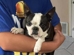 Lost Female Dog last seen Spur valley/vista valley, San Antonio, TX 78242