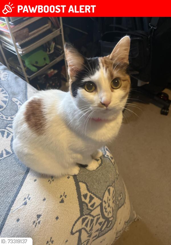 Lost Female Cat last seen One of the streets off Millikin road, Fairfield Township, OH 45011