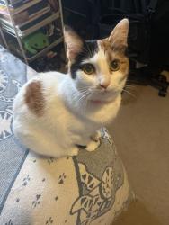 Lost Female Cat last seen One of the streets off Millikin road, Fairfield Township, OH 45011
