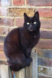 Reunited Male Cat last seen Centercourt Road, Worthing, England 