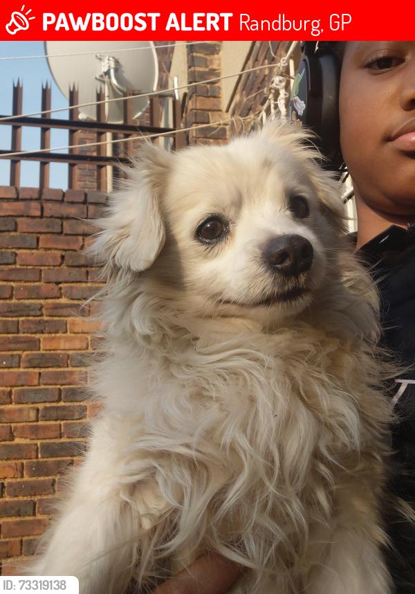 Lost Male Dog last seen Princes Avenue by Autohaus, Randburg, GP 2194