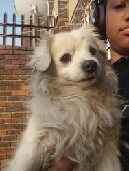 Lost Male Dog last seen Princes Avenue by Autohaus, Randburg, GP 2194