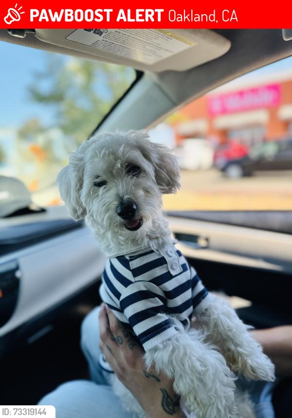 Lost Male Dog last seen Upstairs above the keren cafe, Oakland, CA 94608