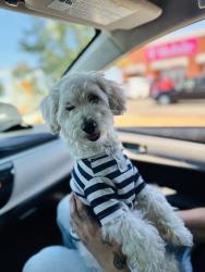 Lost Male Dog last seen Upstairs above the keren cafe, Oakland, CA 94608