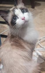 Found/Stray Unknown Cat last seen Sepulveda/ nordoff, Los Angeles, CA 91343