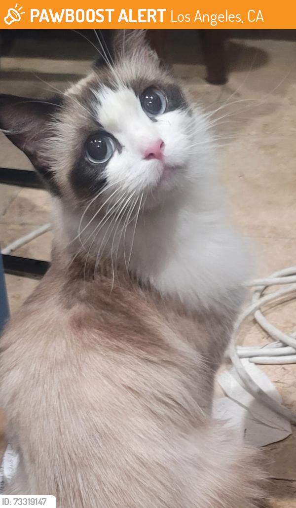 Found/Stray Unknown Cat last seen Sepulveda/ nordoff, Los Angeles, CA 91343