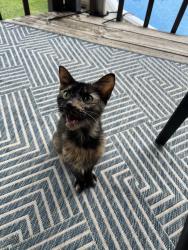Found/Stray Female Cat last seen Piedmont Hwy, Piedmont, SC 29673