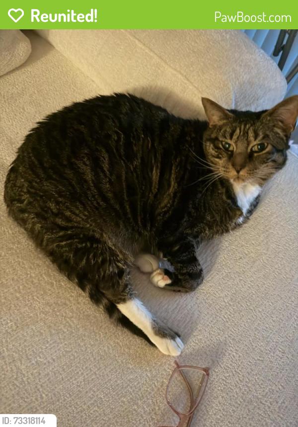 Reunited Female Cat last seen Near Village Blvd, West Palm Beach, FL 33409, USA, West Palm Beach, FL 33409