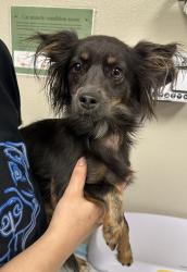 Found/Stray Female Dog last seen Cameron St, Las Vegas, NV 89146