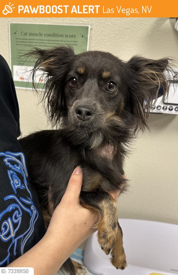 Found/Stray Female Dog last seen Cameron St, Las Vegas, NV 89146